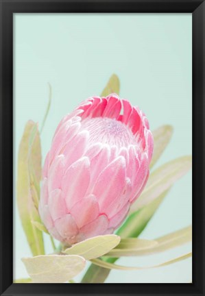 Framed Sun Drenched Blossom I Print