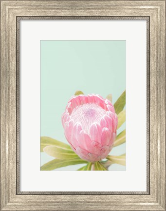 Framed Sun Drenched Blossom II Print