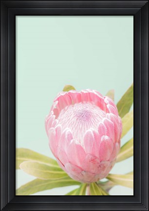 Framed Sun Drenched Blossom II Print