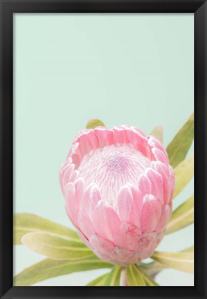 Framed Sun Drenched Blossom II Print