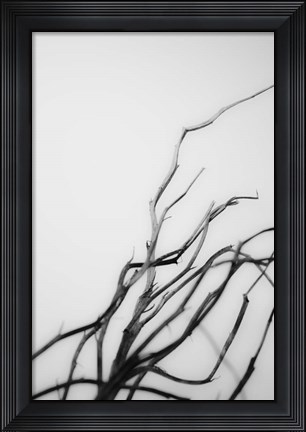 Framed Searching Branches I Print