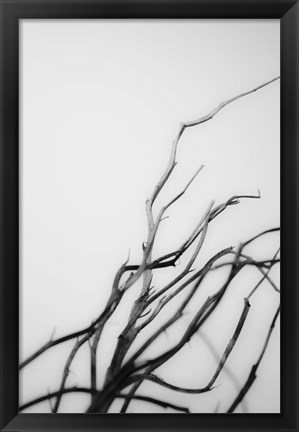 Framed Searching Branches I Print