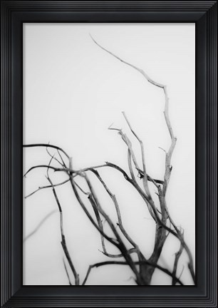 Framed Searching Branches II Print