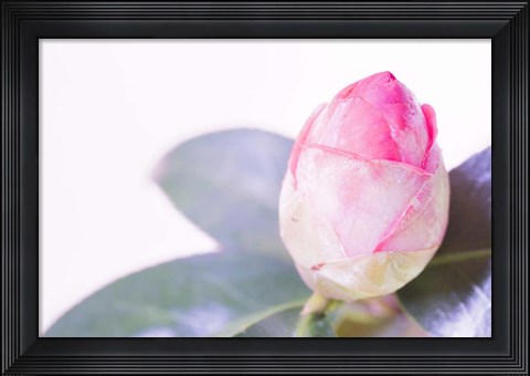 Framed Halogen Bloom I Print