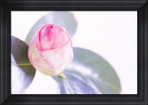 Framed Halogen Bloom II Print
