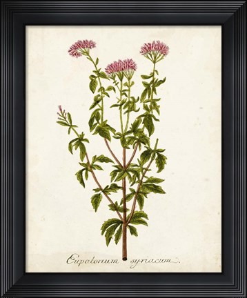 Framed Antique Herb Botanical I Print