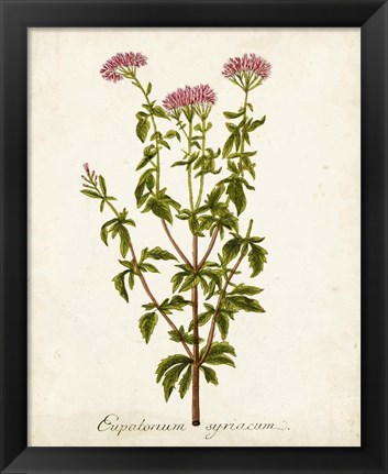 Framed Antique Herb Botanical I Print