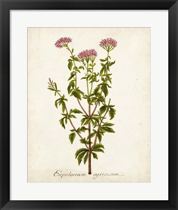 Framed Antique Herb Botanical I Print