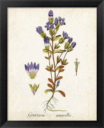 Framed Antique Herb Botanical II Print