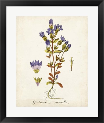 Framed Antique Herb Botanical II Print