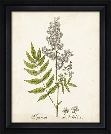 Framed Antique Herb Botanical III Print