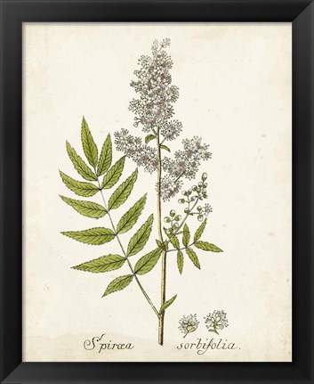 Framed Antique Herb Botanical III Print