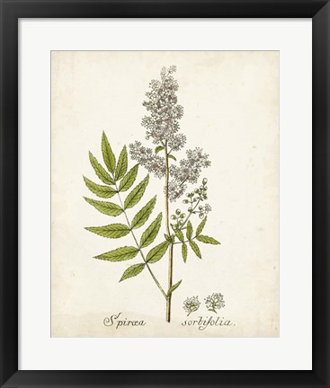 Framed Antique Herb Botanical III Print