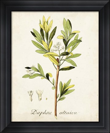 Framed Antique Herb Botanical IV Print