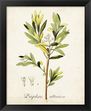 Framed Antique Herb Botanical IV Print