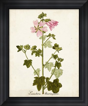 Framed Antique Herb Botanical V Print