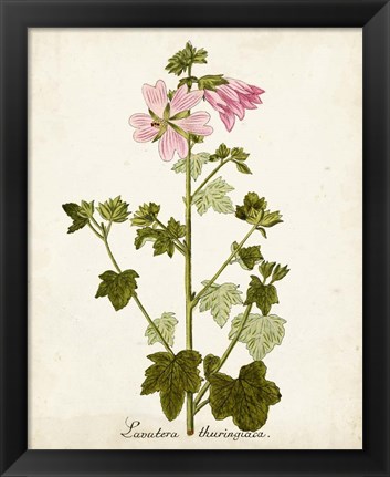 Framed Antique Herb Botanical V Print