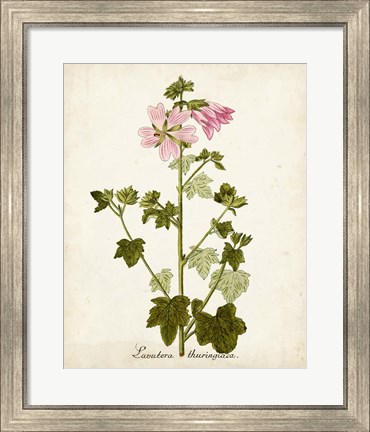 Framed Antique Herb Botanical V Print