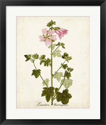 Framed Antique Herb Botanical V Print