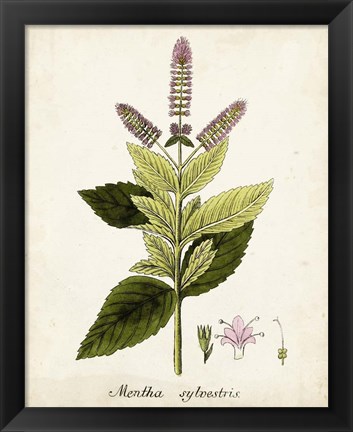 Framed Antique Herb Botanical VI Print