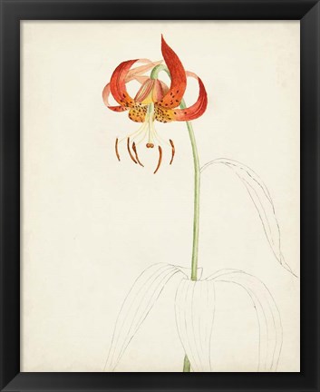 Framed Watercolor Botanical Sketches I Print
