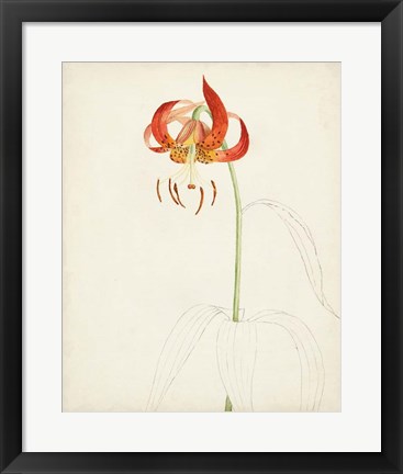 Framed Watercolor Botanical Sketches I Print