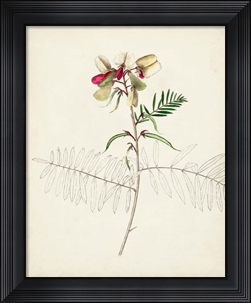 Framed Watercolor Botanical Sketches II Print