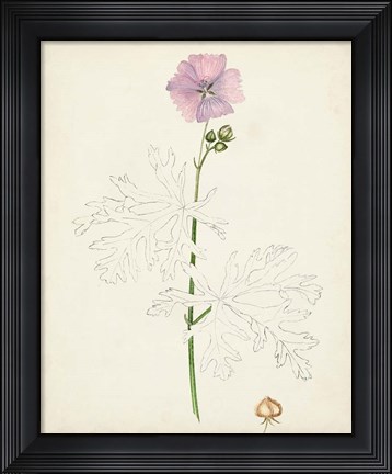 Framed Watercolor Botanical Sketches III Print