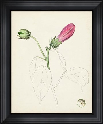 Framed Watercolor Botanical Sketches IV Print