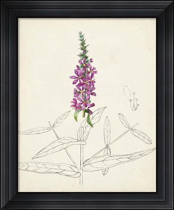 Framed Watercolor Botanical Sketches V Print