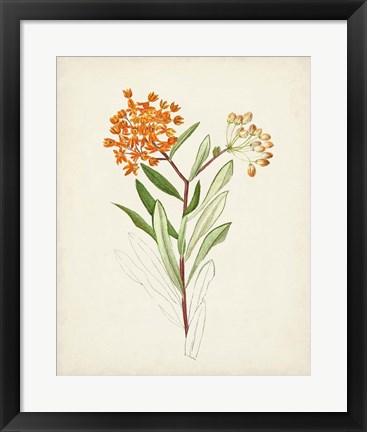 Framed Watercolor Botanical Sketches VI Print