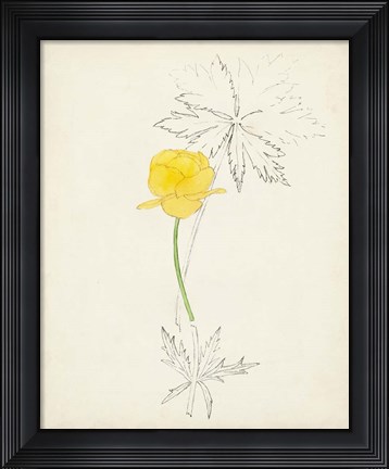 Framed Watercolor Botanical Sketches VII Print