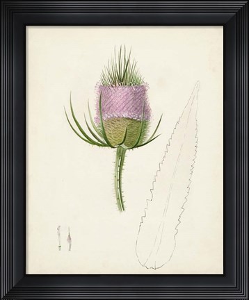 Framed Watercolor Botanical Sketches VIII Print