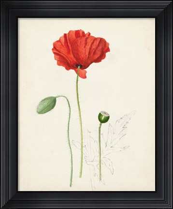 Framed Watercolor Botanical Sketches IX Print