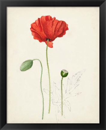 Framed Watercolor Botanical Sketches IX Print