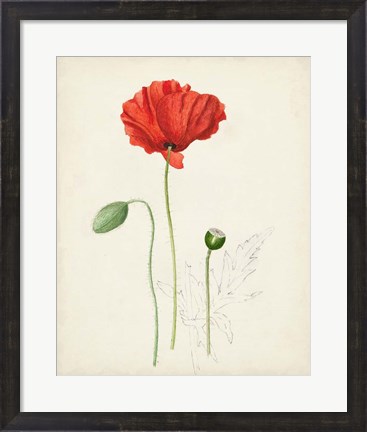 Framed Watercolor Botanical Sketches IX Print