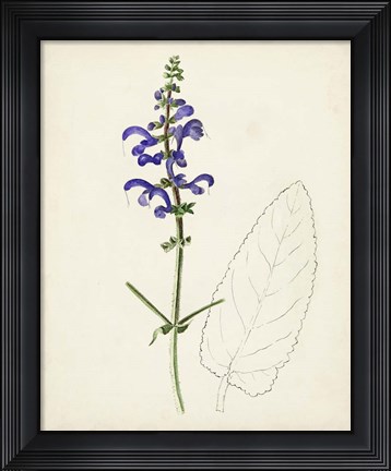 Framed Watercolor Botanical Sketches X Print