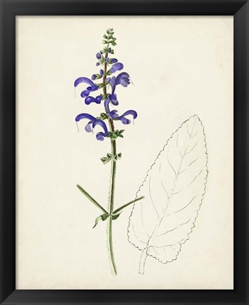 Framed Watercolor Botanical Sketches X Print