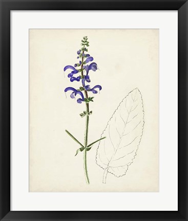 Framed Watercolor Botanical Sketches X Print