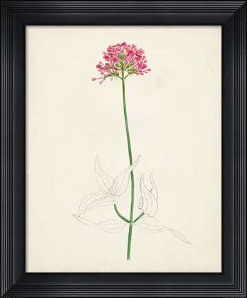 Framed Watercolor Botanical Sketches XI Print