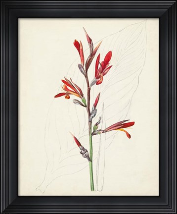Framed Watercolor Botanical Sketches XII Print