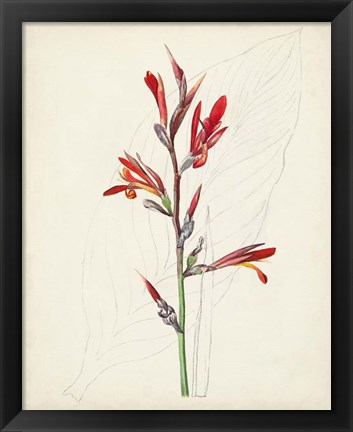 Framed Watercolor Botanical Sketches XII Print