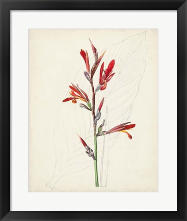 Framed Watercolor Botanical Sketches XII Print