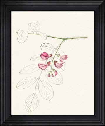Framed Watercolor Leaf Sketches I Print