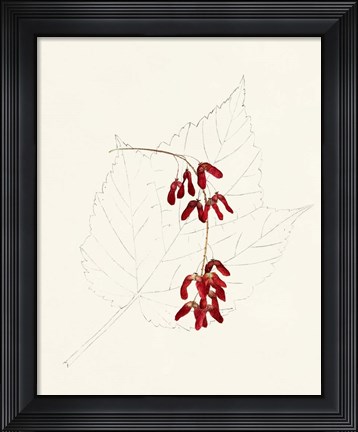 Framed Watercolor Leaf Sketches II Print