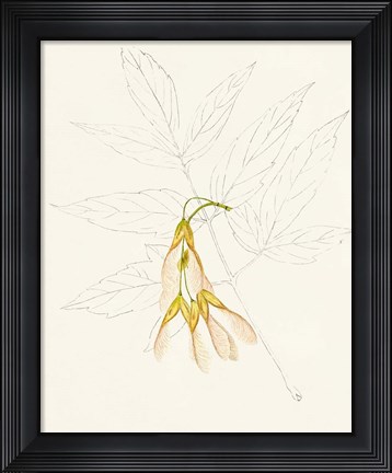 Framed Watercolor Leaf Sketches III Print
