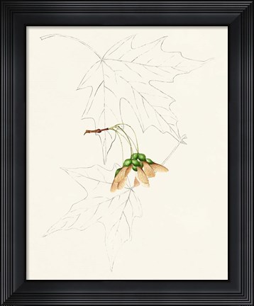 Framed Watercolor Leaf Sketches IV Print