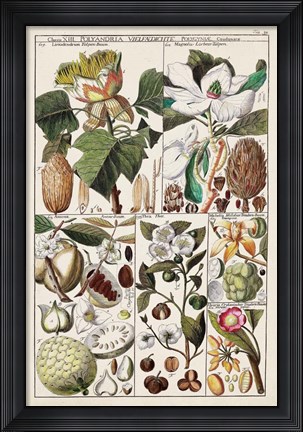 Framed Magnolia Chart Print