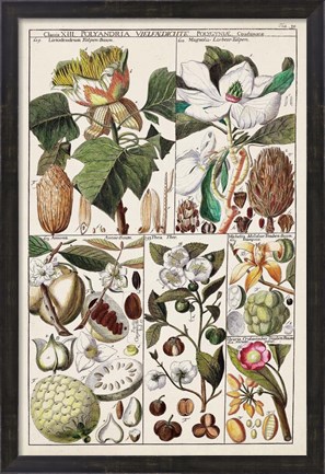 Framed Magnolia Chart Print