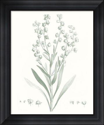 Framed Botanical Study in Sage I Print